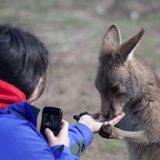 Russell Falls, Mt. Wellington & Tassie Devils Active Day Tour from Hobart