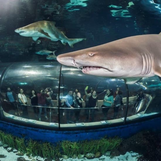 Barcelona Aquarium: ¡entradas sin colas!