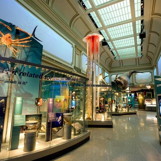 Smithsonian Natural History & National Art Gallery Private Tour