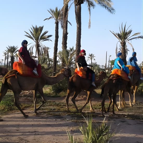 Promenade à dos de chameau au coucher du soleil dans la palmeraie de Marrakech