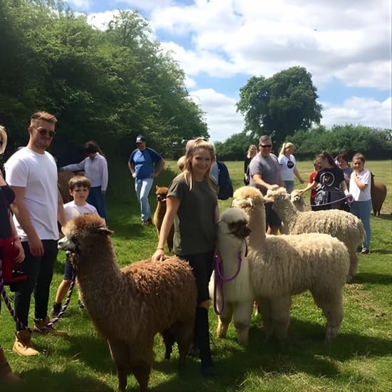 2-Hour Alpaca Farm Experience in Kenilworth