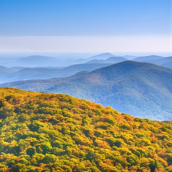 Half-Day Wine Tastings in the North Georgia Mountains 