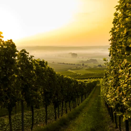 Private English Wine Tour from Kent