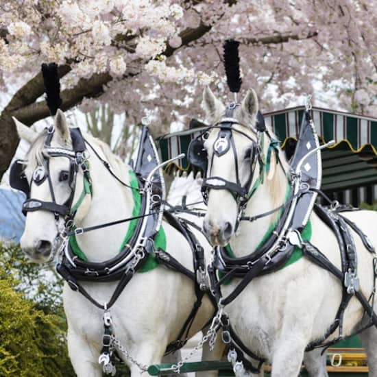 Horse ride discount stanley park