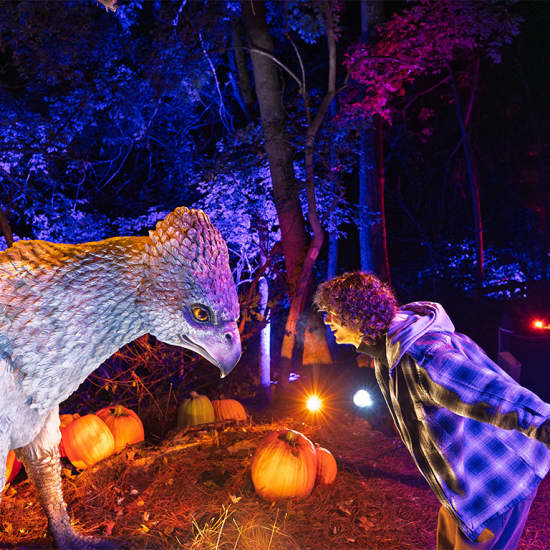 Harry Potter™: La Experiencia del Bosque Prohibido - Tarjeta Regalo