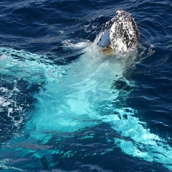 Spirit of Gold Coast Whale Watching