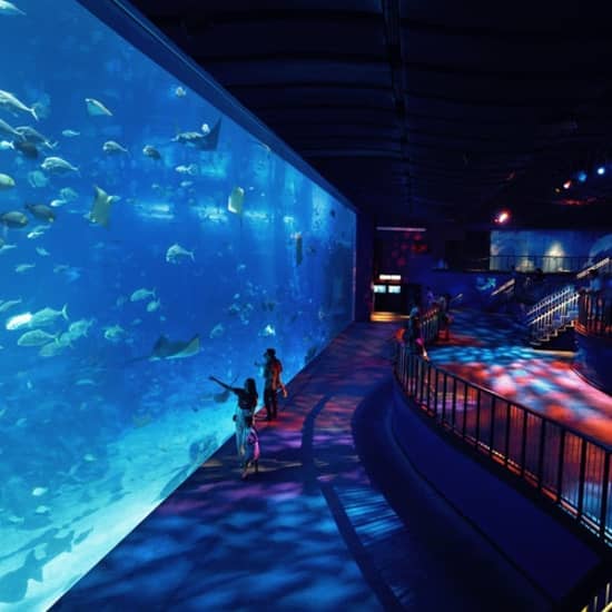S.E.A. Aquarium™: Sentosa Island's top aquatic attraction