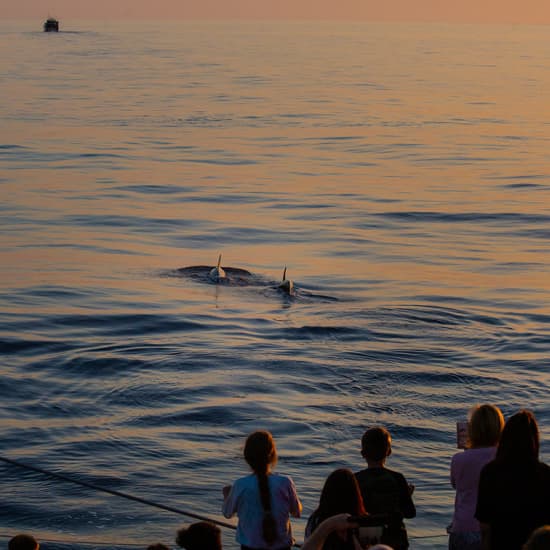 Avistamiento de delfines en Mallorca con Click Mallorca