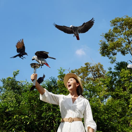 Singapore Bird Paradise: over 5,000 birds and 400 species!