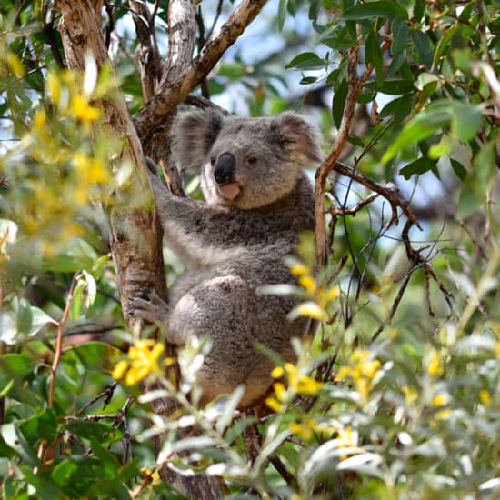 Koala Park Sanctuary Admission Ticket in Sydney