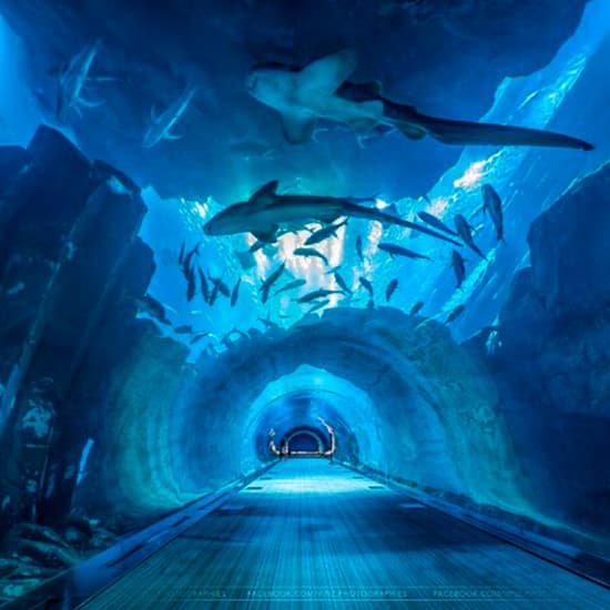 Dubai Aquarium and Underwater Zoo with Penguin Cove Ticket