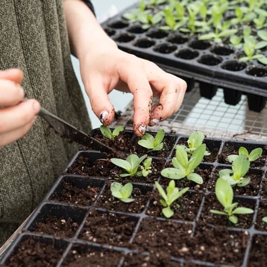 Succulent Plant Workshop