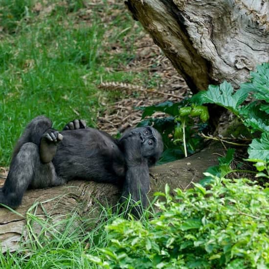 Melbourne Zoo: the oldest zoo in Australia!