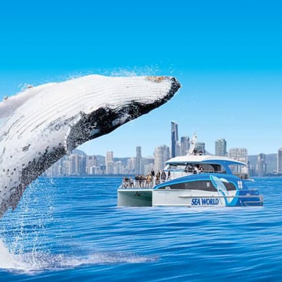 Whale Watching by Sea World Cruises