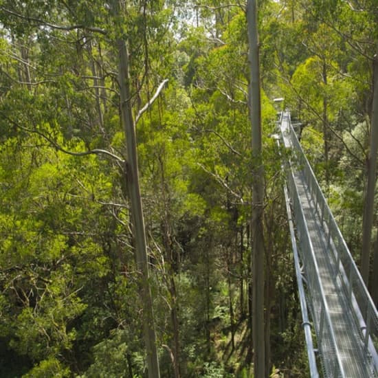 Otway Fly Treetop Walk: Stroll the Magestic Otway Ranges