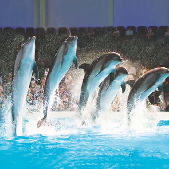 Dubai Dolphinarium: Dolphin & Seal Show