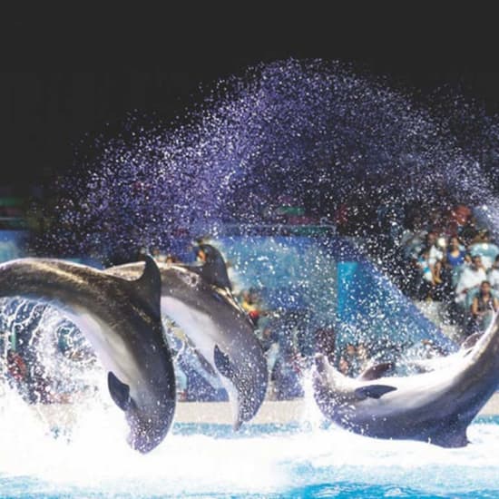 Dubai Dolphinarium: Dolphin & Seal Show