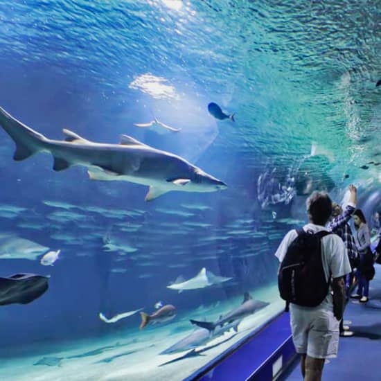 ¡Visita el Oceanogràfic, el acuario más grande de Europa!
