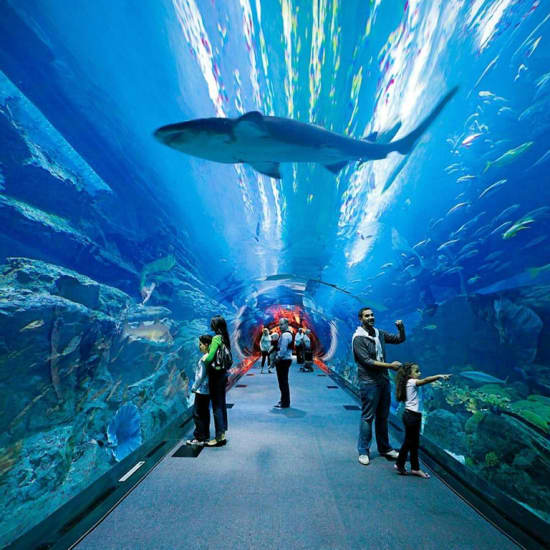 Dubai Aquarium and Underwater Zoo with Penguin Cove Ticket