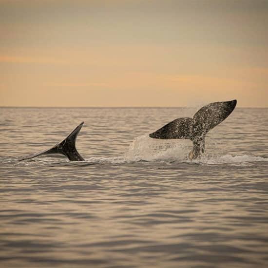Ballena Jorobada: Ocean Camp