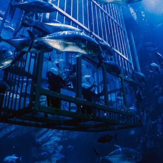 Dubai Aquarium & Underwater Zoo: All-Access Pass at Dubai Aquarium & Underwater Zoo, Dubai, United Arab Emirates