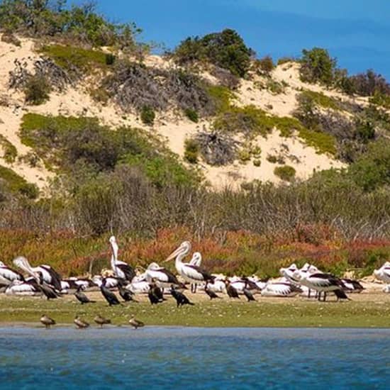 90-Minute Murray Mouth Cruise from Goolwa