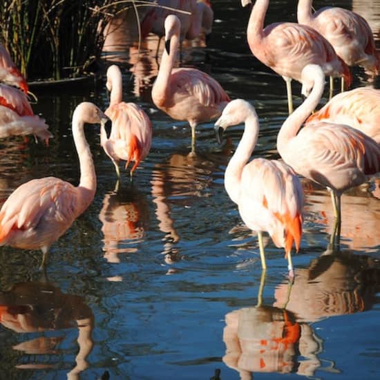 Zoológico de Temaikèn: Entrada y transporte desde Buenos Aires