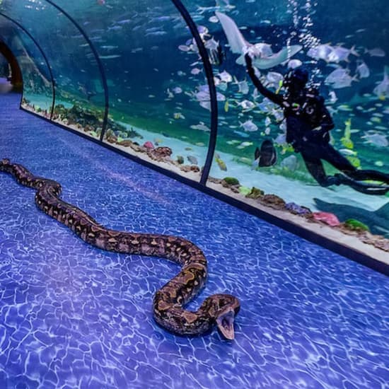National Aquarium All Access Pass at The National Aquarium Abu Dhabi, Abu Dhabi, United Arab Emirates
