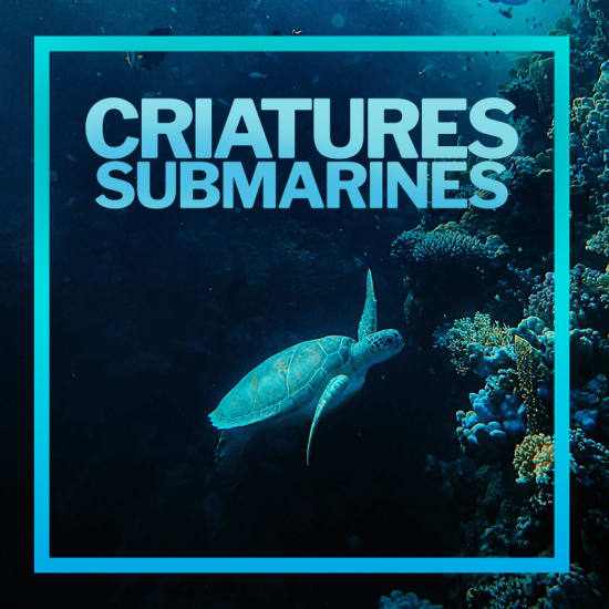 Criaturas submarinas: una aventura al fondo del mar en el Poble Espanyol