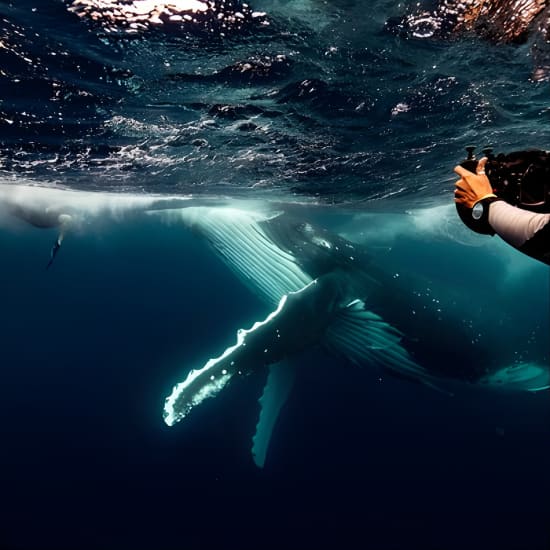 Swim with Whales Gold Coast