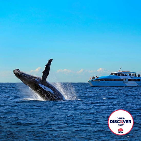 Whale Watching Adventure Cruise