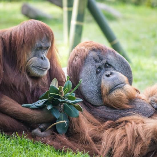 San Diego Zoo & Safari Park: 2-Visit Pass