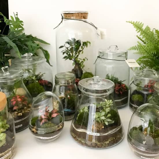 Cork jar terrarium kit - Botanical Boys