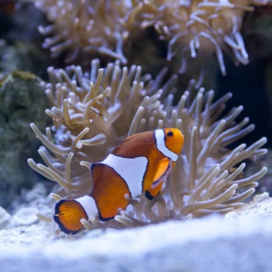 Tampa ZooQuarium ZooTampa & Florida Aquarium Combo Ticket Tickets Fever