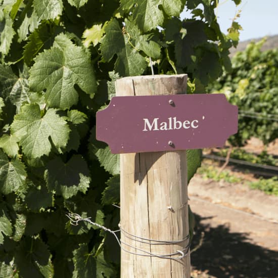 The Wonders of Malbec: Wine Tasting & 3-Course Dinner