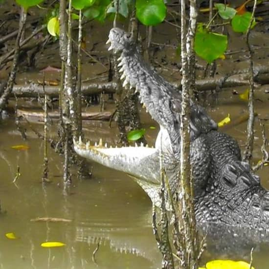 1-Hour Daintree River wildlife cruise