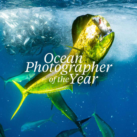 Ocean Photographer of the Year Exhibition