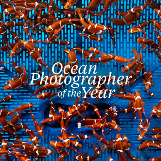 Ocean Photographer of the Year Exhibition