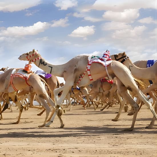 سباق الهجن الملكي في دبي بالمقاعد الرئيسية وركوب الهجن القصيرة