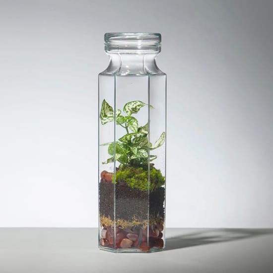 ﻿PLANTHARIUMS: Miniature Gardens