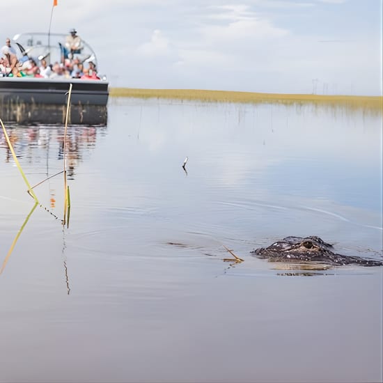 ﻿Florida Everglades Airboat Adventure and Wildlife Encounter