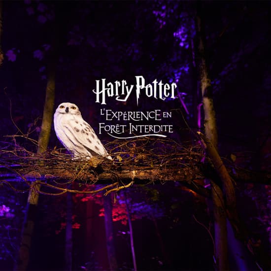 Harry Potter : L’Expérience en Forêt Interdite