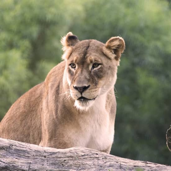 San Diego Zoo Safari Park: Discover the Adventure of a Lifetime