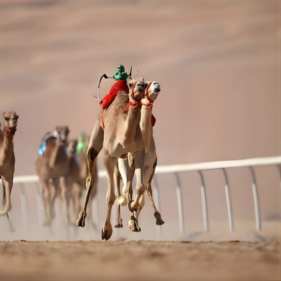 Dubai Royal Camel Race with Prime Seats & Short Camel Ride at Dubai royal Camel Racing Club, Dubai, United Arab Emirates
