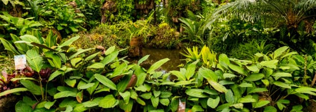 São Paulo Botanical Garden