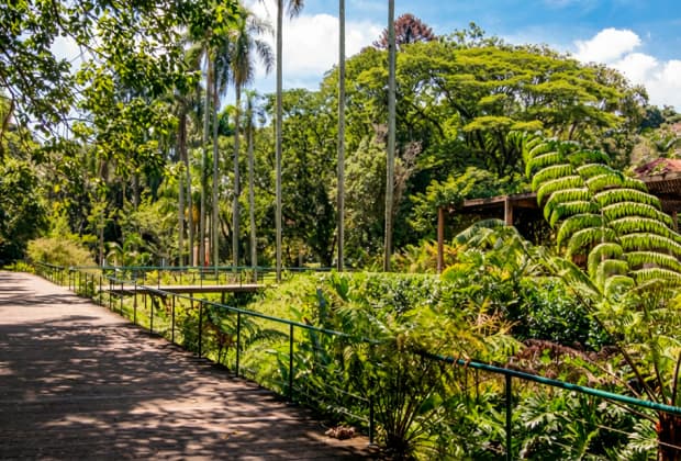 São Paulo Botanical Garden
