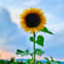 User profile avatar