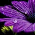 User profile avatar