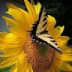User profile avatar