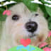 User profile avatar